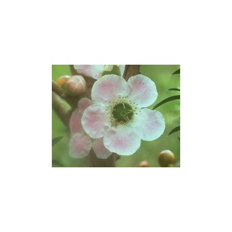 Peach Flowered Tea Tree 15 ml.