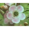 Peach Flowered Tea Tree 15 ml.