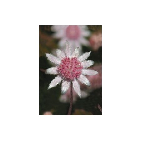 Pink Flannel Flower 15 ml.