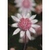 Pink Flannel Flower 15 ml.
