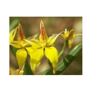 Yellow Cowslip Orchid 15 ml.