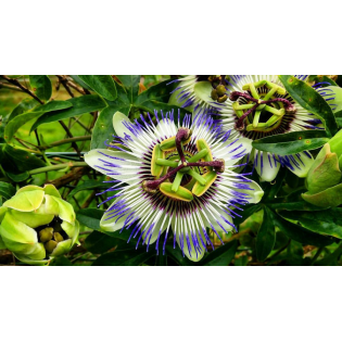 Passion Flower - Passionary