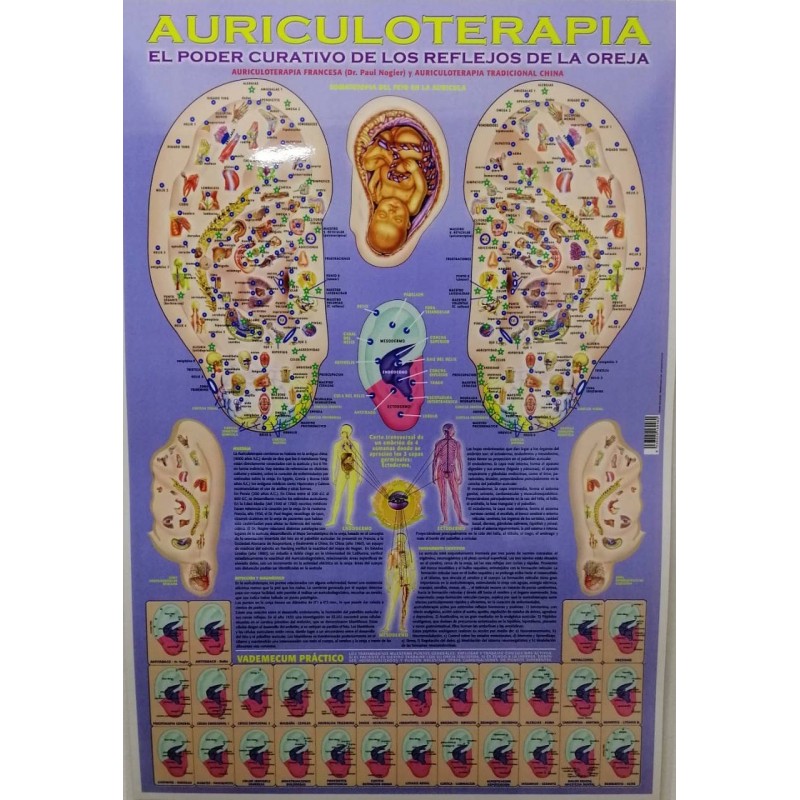 Poster Auriculotherapy Plastified