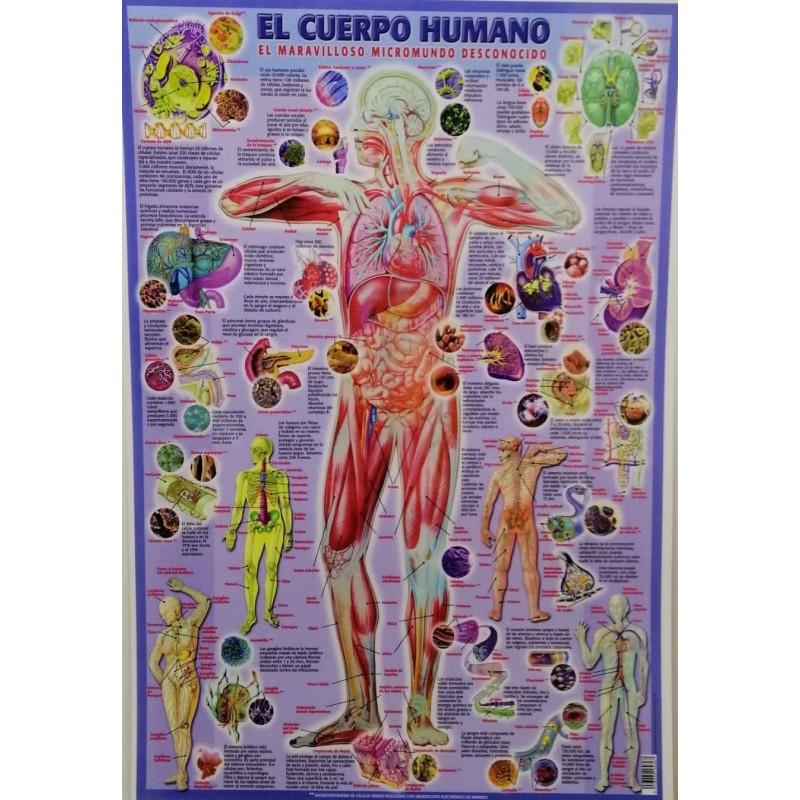 Poster Human Body Plastified