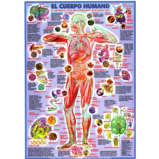 Corpo umano Laminato