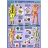 Lámina Cuerpo Humano