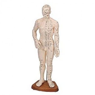 Male Human Body