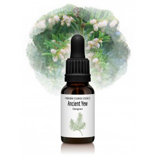 Ancient Yew - Old Tejo 15 ml.