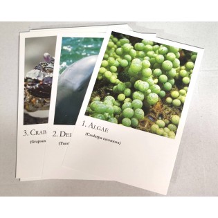 Gioco Sea Animal Cards - Korte