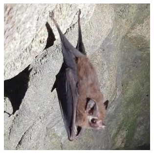 Essenza Murcielago 15 ml.