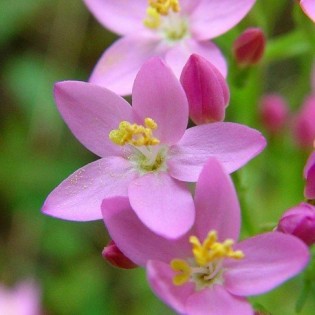 Centaury 10 ml. L.B.