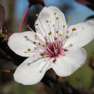 Cherry Plum 10 ml. L.B.