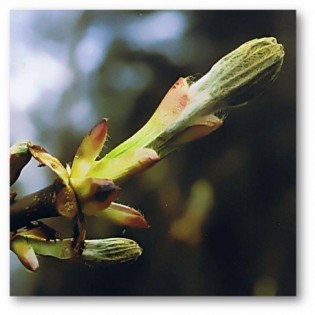 Chesnut Bud 10 ml. L.B.