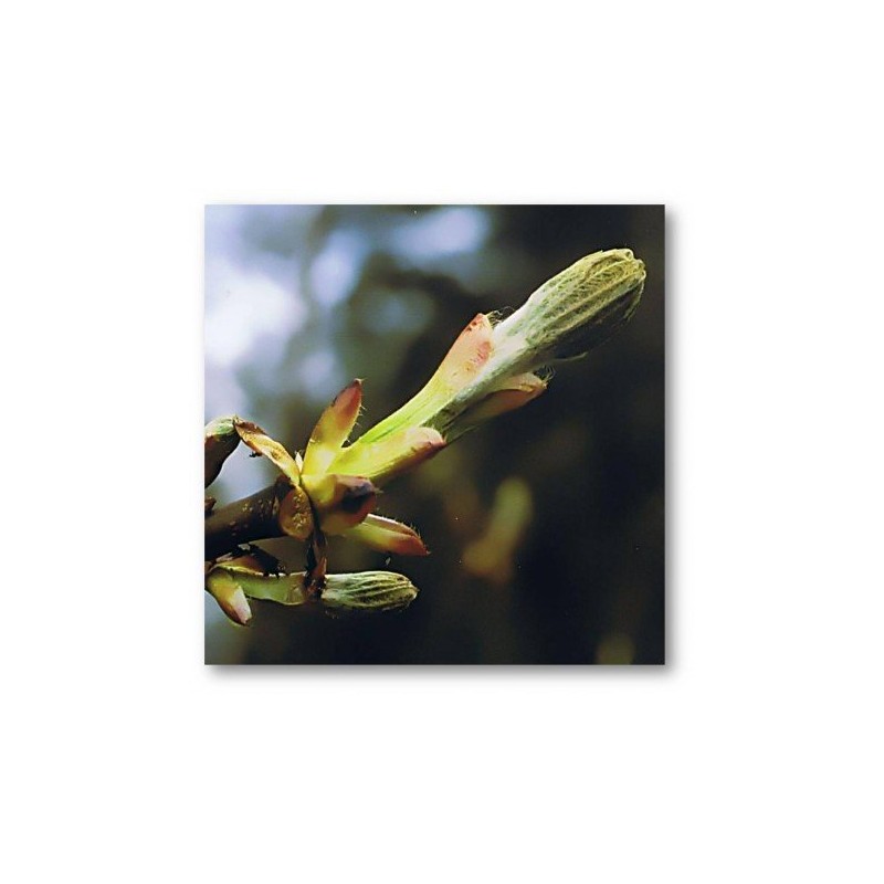 Chesnut Bud 10 ml. L.B.