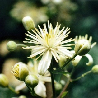 Clematis is 10 ml. L.B.