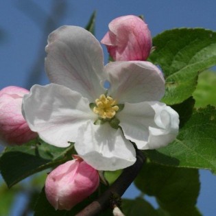 Crabb Apple 10 ml. L.B.