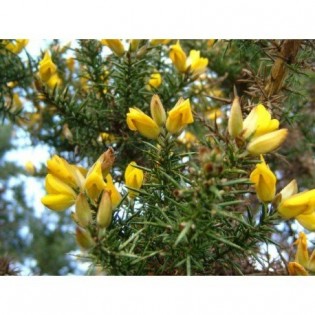 Gorse is 10 ml. L.B.