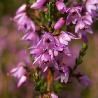 Heather 10 ml. L.B.