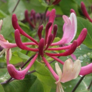 Honeysuckle is 10 ml. L.B.