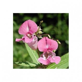 Impatiens 10 ml. L.B.