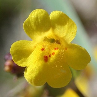 Mimulus 10 ml. L.B.