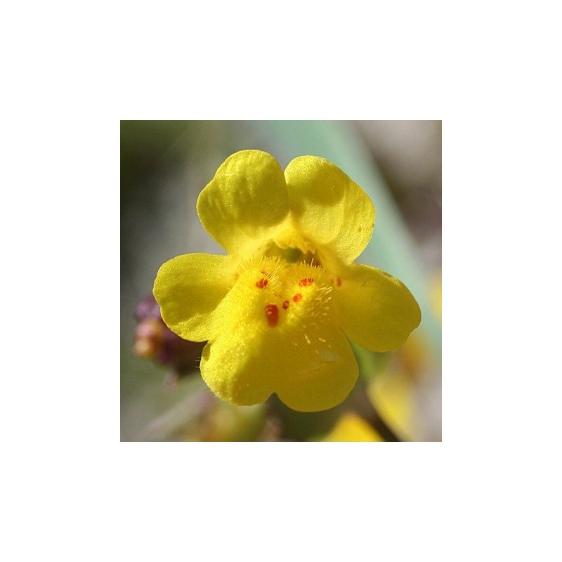 Mimulus 10 ml. LIBRA.