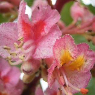 Red Chesnut 10 ml. L.B.