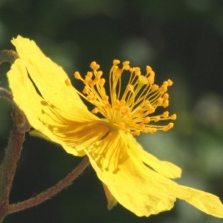 Rock Rose 10 ml. L.B.