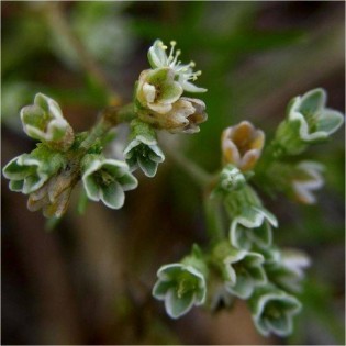 Scleranthus 10 ml. L.B.