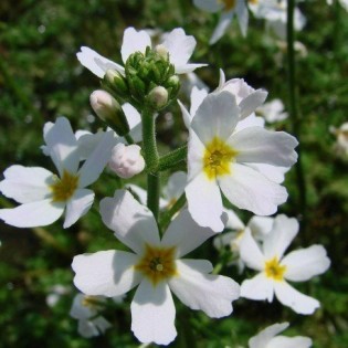 Water Violet 10 ml. L.B.