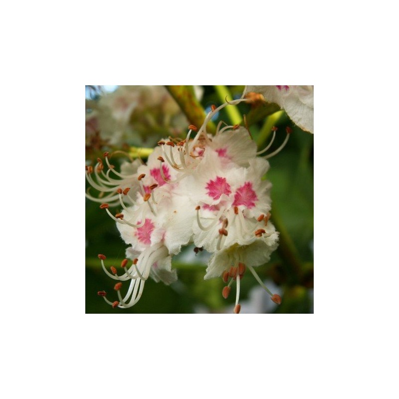 White Chesnut 10 ml. L.B.