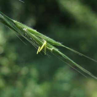 Wild Oat 10 ml. L.B.