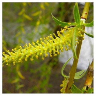 Willow 10 millilitres. JE VOUS EN PRIE.