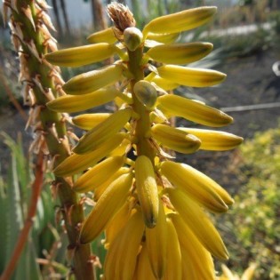 Aloe Vera 10 ml. KG.