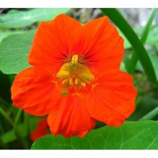 Capuchina 10 ml. L.B.