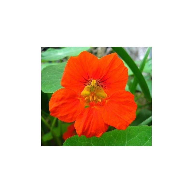 Capuchina 10 ml. L.B.