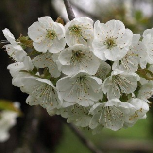 10 ml di ciliegio. L.B.