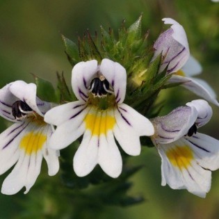 Euphrasie 10 ml. L.B.