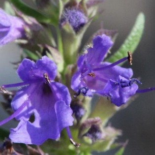 Tampone da 10 ml. LIBBRE.