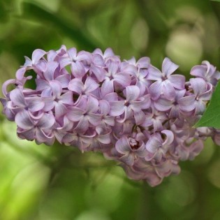 Lilás 10 ml. LIBRA.