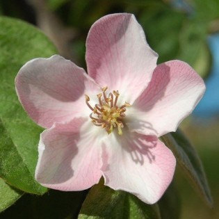 Membrillo 10 ml. L.B.