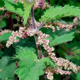 Urtiga 10 ml. LIBRA.