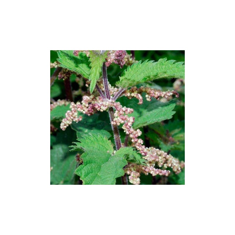 Urtiga 10 ml. LIBRA.