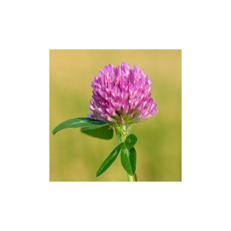 Red Clover 10 ml. L.B.
