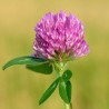 Red Clover 10 ml. L.B.