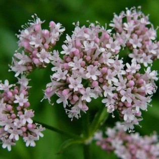 Baldrian 10 ml. PFUND.