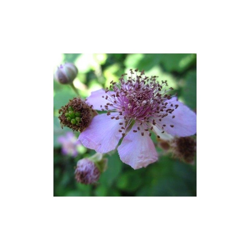 Zarzamora 10 ml. L.B.