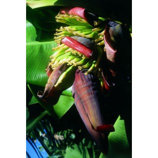 Banano (Plátano) 15 ml.