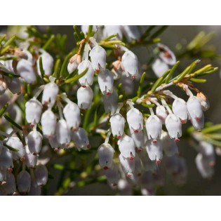 Brezo Canario 15 ml.