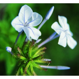 Plumbago 15 ml.